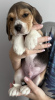 Foto №1. beagle - zum Verkauf in der Stadt New York | 265€ | Ankündigung № 100238