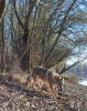 Zusätzliche Fotos: Tschechoslowakische Wolfshundwelpen