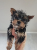 Foto №4. Ich werde verkaufen yorkshire terrier in der Stadt Saarbrücken. quotient 	ankündigung - preis - 265€