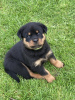 Foto №1. rottweiler - zum Verkauf in der Stadt San Jose | 473€ | Ankündigung № 100350