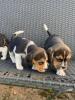 Foto №1. beagle - zum Verkauf in der Stadt Nort-Leulinghem | 300€ | Ankündigung № 13100
