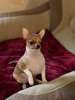 Zusätzliche Fotos: Hübscher rothaariger Chihuahua-Junge
