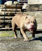 Zusätzliche Fotos: AMERICAN BULLY WELPEN