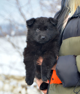 Foto №3. Hündin, Schäferhund von 19.11., schwarz mit FCI-Papieren. Ukraine