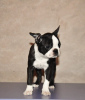 Zusätzliche Fotos: Boston Terrier Welpen zu verkaufen