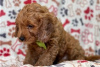 Foto №3. Wunderschöne Cavapoo-Welpen zur kostenlosen Adoption. Deutschland