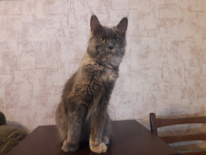 Foto №2 zu Ankündigung № 2398 zu verkaufen maine-coon-katze - einkaufen Ukraine vom kindergarten