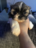 Foto №2 zu Ankündigung № 123442 zu verkaufen shih tzu - einkaufen Deutschland quotient 	ankündigung