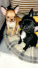 Zusätzliche Fotos: Chihuahua-Babys