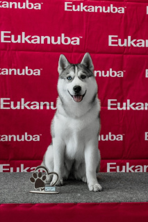 Foto №1. siberian husky - zum Verkauf in der Stadt Omsk | 281€ | Ankündigung № 2537