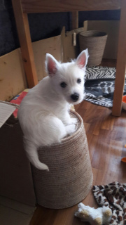 Foto №1. west highland white terrier - zum Verkauf in der Stadt Odessa | 447€ | Ankündigung № 5688