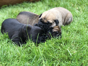 Foto №1. cane corso italiano - zum Verkauf in der Stadt Kiew | 1500€ | Ankündigung № 3256