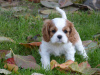 Foto №1. cavalier king charles spaniel - zum Verkauf in der Stadt Frýdek-Místek | verhandelt | Ankündigung № 96497