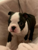 Foto №3. Entzückende Boston Terrier-Welpen zur kostenlosen Adoption. Deutschland