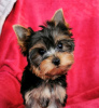 Foto №2 zu Ankündigung № 93044 zu verkaufen yorkshire terrier - einkaufen Finnland quotient 	ankündigung