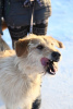 Foto №1. mischlingshund - zum Verkauf in der Stadt Краснокамск | Frei | Ankündigung № 9012