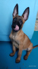 Foto №2 zu Ankündigung № 8827 zu verkaufen belgischer schäferhund - einkaufen Ukraine züchter