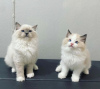 Foto №1. ragdoll-katze - zum Verkauf in der Stadt Oklahoma City | 284€ | Ankündigung № 77899