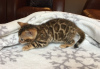 Foto №3. Süße Bengalkatzen stehen jetzt zur Adoption zur Verfügung. Deutschland