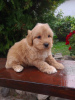 Foto №3. Goldendoodle. Serbien