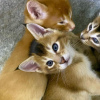 Zusätzliche Fotos: Caracal f4 und caracal f5 Kätzchen zu verkaufen.
