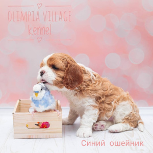 Zusätzliche Fotos: Kennel RKF "Olimpia Village" (Moskau) bietet hochrangigen Welpen