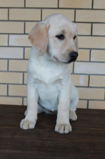 Foto №2 zu Ankündigung № 3889 zu verkaufen labrador retriever - einkaufen Russische Föderation vom kindergarten, züchter