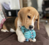 Foto №1. beagle - zum Verkauf in der Stadt Bremen | 380€ | Ankündigung № 97037