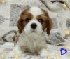 Foto №3. Cavalier King Charles Spaniel vielversprechender Junge. Weißrussland