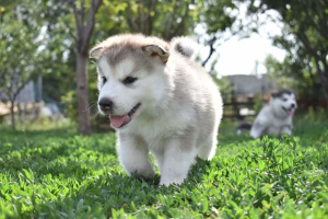 Foto №1. alaskan malamute - zum Verkauf in der Stadt Kharkov | 600€ | Ankündigung № 2980