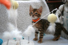 Foto №3. Geimpfte Bengalkatzen-Kätzchen stehen zum Verkauf. Deutschland