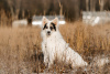 Foto №1. mischlingshund - zum Verkauf in der Stadt Москва | Frei | Ankündigung № 97847