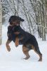 Foto №4. Ich werde verkaufen rottweiler in der Stadt St. Petersburg. quotient 	ankündigung - preis - Frei