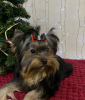 Foto №3. Hübscher männlicher Yorkshire Terrier. Ukraine