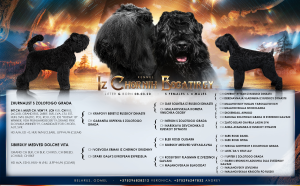 Zusätzliche Fotos: Welpen des russischen Black Terrier