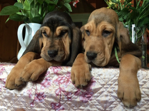 Zusätzliche Fotos: Zwei schöne Bluthundmädchen zum Verkauf