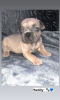 Foto №3. Französische Bulldogge Welpen. Deutschland