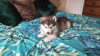 Foto №2 zu Ankündigung № 123631 zu verkaufen alaskan malamute - einkaufen Deutschland quotient 	ankündigung