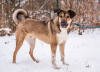 Foto №2 zu Ankündigung № 72137 zu verkaufen mischlingshund - einkaufen Russische Föderation quotient 	ankündigung, aus dem tierheim