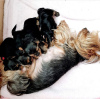 Foto №4. Ich werde verkaufen yorkshire terrier in der Stadt Jever. quotient 	ankündigung, züchter - preis - 380€