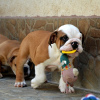 Foto №4. Ich werde verkaufen englische bulldogge in der Stadt Belgrad. züchter - preis - verhandelt