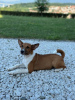 Foto №2 zu Ankündigung № 110550 zu verkaufen basenji - einkaufen Serbien 