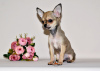 Zusätzliche Fotos: Ein ungewöhnlich schönes Baby mit ausdrucksstarkem Aussehen. Chihuahua-Junge.