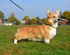 Foto №1. welsh corgi - zum Verkauf in der Stadt Kharkov | 1437€ | Ankündigung № 13742