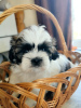 Foto №2 zu Ankündigung № 27794 zu verkaufen shih tzu - einkaufen Weißrussland quotient 	ankündigung