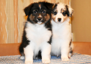 Foto №1. australian shepherd - zum Verkauf in der Stadt Москва | 576€ | Ankündigung № 5539