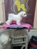 Foto №2 zu Ankündigung № 111838 zu verkaufen bichon frisé - einkaufen Serbien 