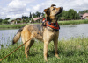 Foto №3. Wundervoller Hund Jess als Geschenk. Weißrussland