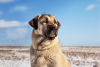 Foto №3. Türkische Kangal-Welpen. Weißrussland