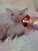Foto №1. sphynx cat - zum Verkauf in der Stadt Москва | verhandelt | Ankündigung № 81850